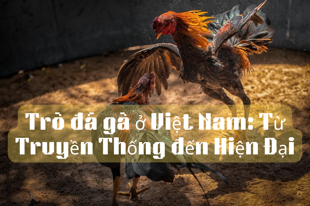 Trò đá gà ở Việt Nam: Từ Truyền Thống đến Hiện Đại